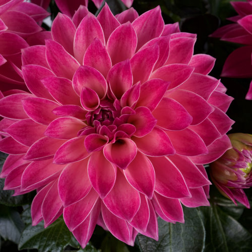 Dahlia midi 2024