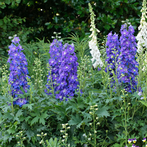 Delgenius™ 'Glitzy' - larkspur - Delphinium x hybridus | Proven Winners