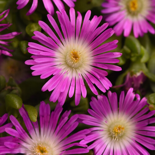 Ocean Sunset™ Violet Flare - Ice Plant - Delosperma hybrida