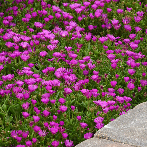 delosperma_ocean_sunset_violet_landscape_landscape.jpg