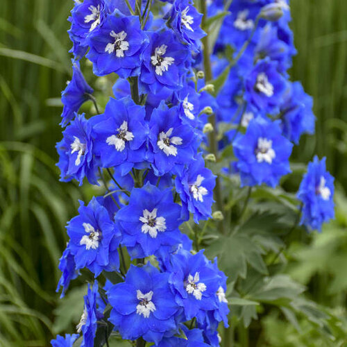 Cobalt Dreams - Hybrid Bee Delphinium - Delphinium hybrid