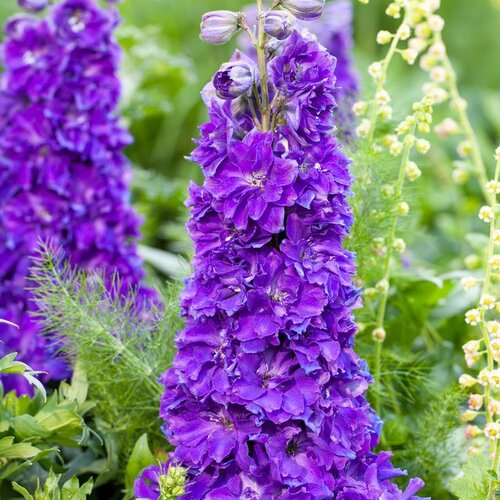 Delgenius™ 'Kingsley - Larkspur - Delphinium x hybrid | Proven Winners