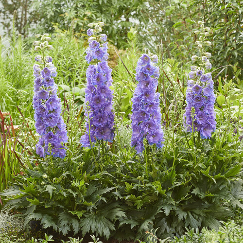 Delgenius™ 'Shelby' - larkspur - Delphinium x hybridus