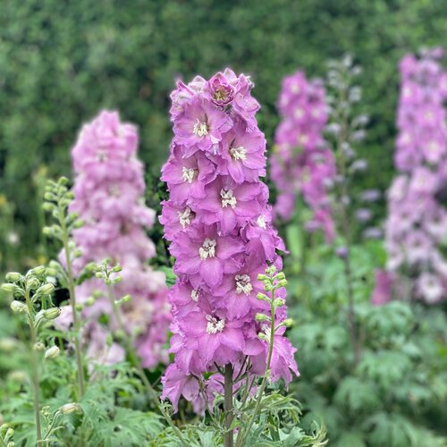 New Zealand Mini Pinks - Hybrid Bee Delphinium - Delphinium hybrid