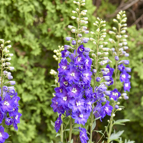 'Violets are Blue' - Hybrid Bee Delphinium - Delphinium elatum