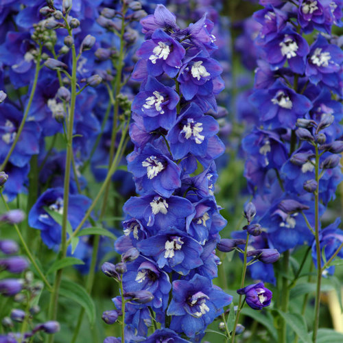 Dasante Blue - Larkspur - Delphinium Elatum 