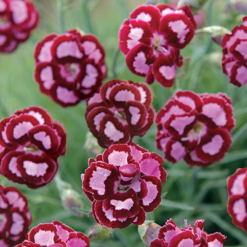 Fruit Punch® 'Apple Slice' - Pinks - Dianthus hybrid ...