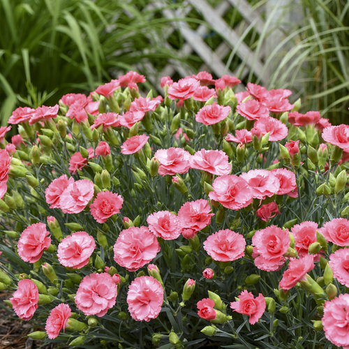 Fruit Punch® 'Classic Coral' - Pinks - Dianthus hybrid | Proven Winners
