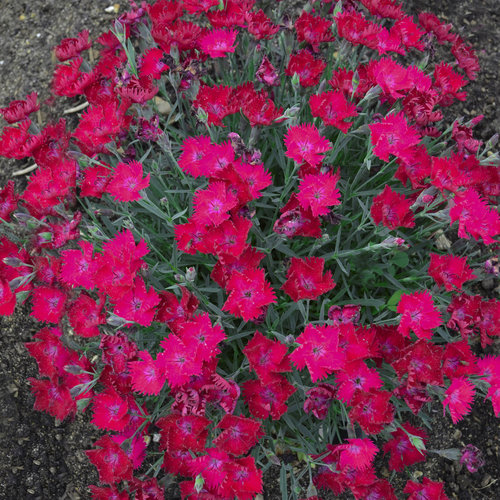 Dianthus 'Paint the Town Red' - Garden Crossings