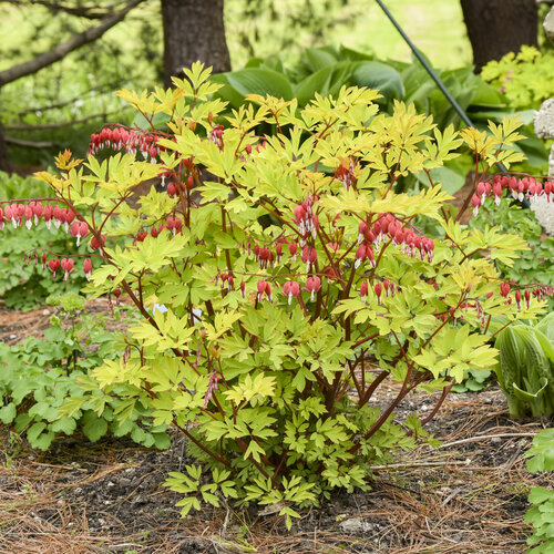 'Hearts on Fire' - Old Fashioned Bleeding Heart - Dicentra spectabilis