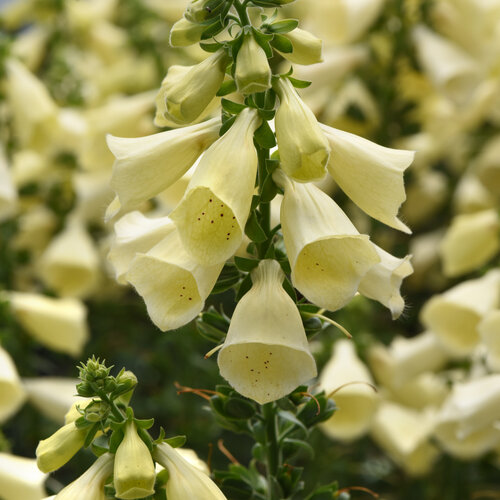 Arctic Fox™ Lemon Cream - Foxglove - Digitalis hybrida