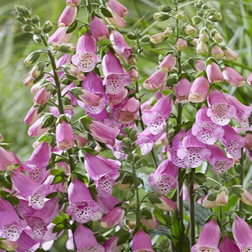 'Pink Panther' - Foxglove - Digitalis hybrid