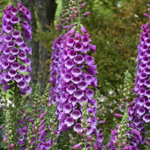 'Dalmatian Purple' - Foxglove - Digitalis hybrida