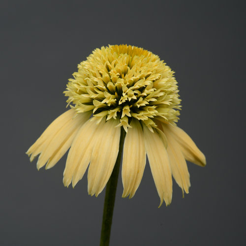 Double Scoop™ Lemon Cream - Coneflower - Echinacea hybrid