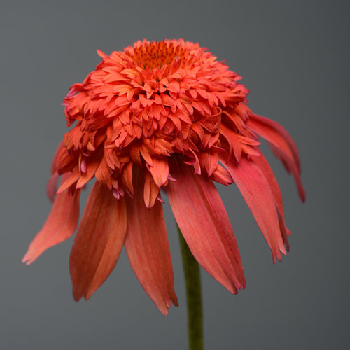 Double Scoop™ Mandarin - Coneflower - Echinacea hybrid