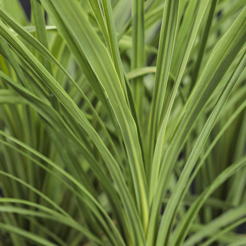 Spikes - Dracaena indivisa