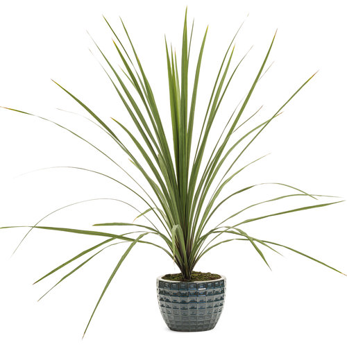 red spike plant as a houseplant