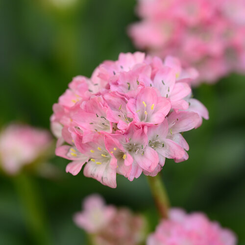 Dreameria® Daydream - Thrift, Sea Pinks - Armeria pseudarmeria