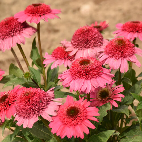 Double Coded® Coral Cranberry - Coneflower - Echinacea hybrid