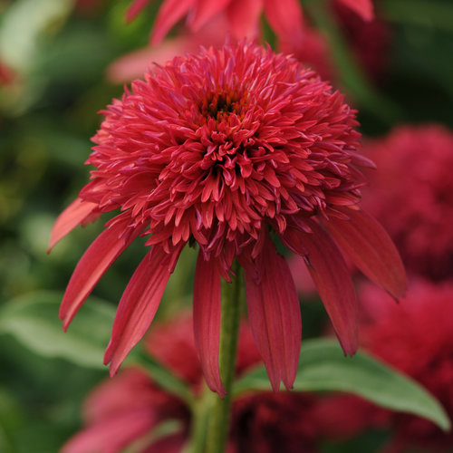 Double Scoop Cranberry Coneflower (Echinacea 'Balscanery') in