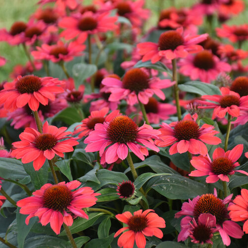 Color Coded® Knock 'em Red - Coneflower - Echinacea hybrid