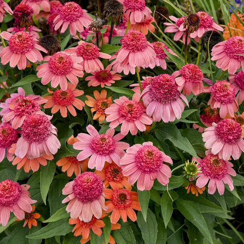 echinacea_rainbow_sherbet_pp35462_0000_high_res.jpg