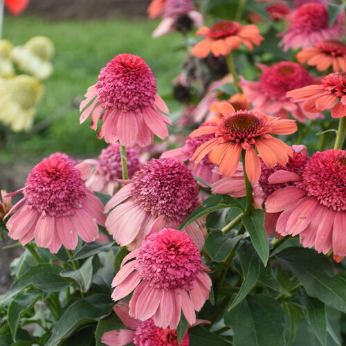 DOUBLE DIPPED®  'Rainbow Sherbet' - Coneflower - Echinacea hybrid