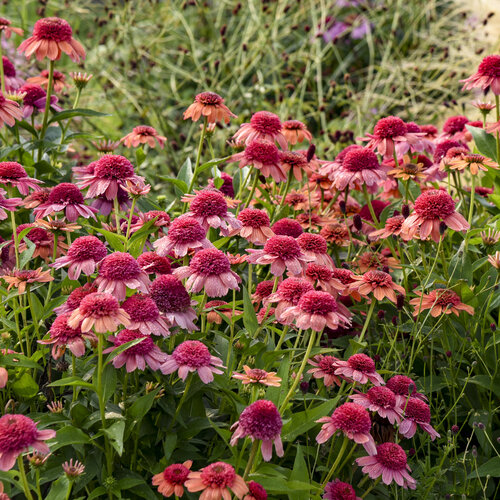 echinacea_rainbow_sherbet_pp35462_0003_high_res.jpg