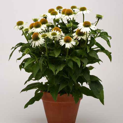 Bouchon de jardin chapeau de soleil Echinacea fleur plug pot plug