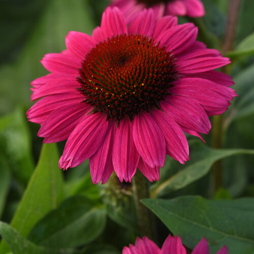 Sombrero® Fuchsia Fandango - Coneflower - Echinacea purpurea