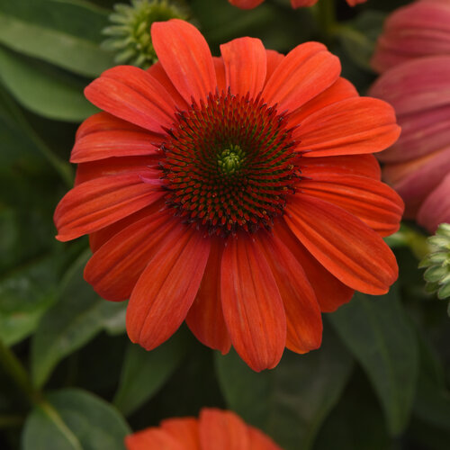 Sombrero® Mandarin Mambo - Coneflower - Echinacea purpurea