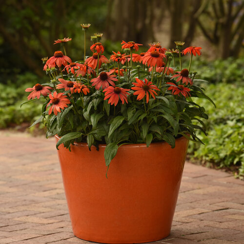 echinacea_sombrero_mandarin_mambo_container_container.jpg