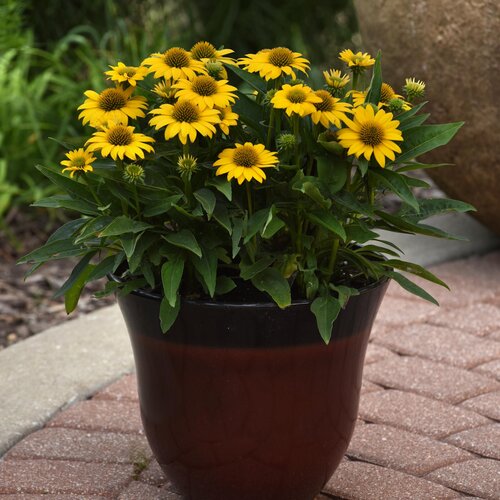 echinacea_sombrero_poco_yellow_container_container.jpg