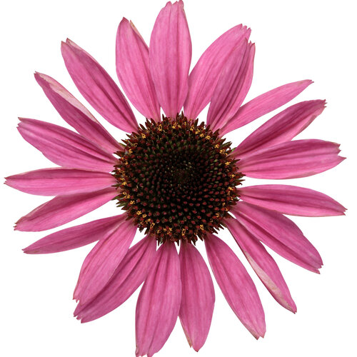Echinacea COLOR CODED® 'The Fuchsia is Bright