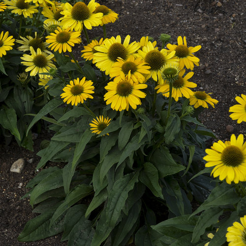 echinacea_yellow_my_darling_ppaf_cpbraf_0002_high_res.jpg