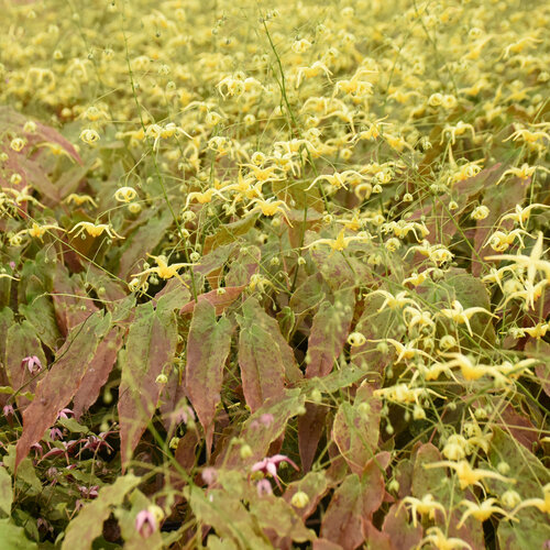 'Woodland Elf' - Barrenwort - Epimedium hybrid