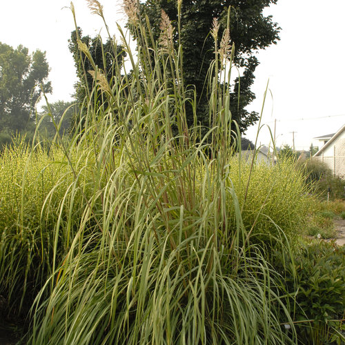 Ravenna Grass - Erianthus ravennae