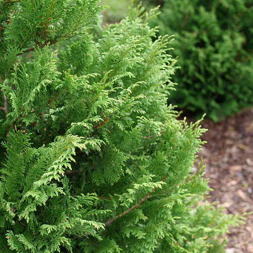 Cedar Rapids® - False Cypress - Chamaecyparis pisifera