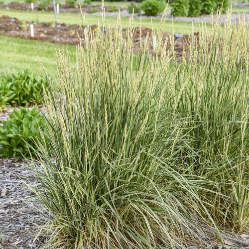 'Perfect Edging' - Tall Fescue - Festuca arundinacea