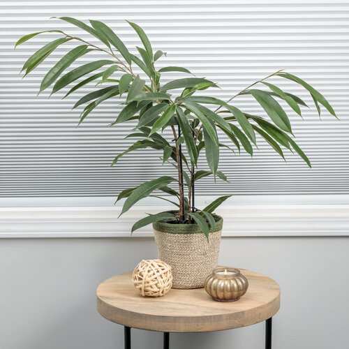 Cling-On® Amstel King - Banana-Leaf Fig - Ficus maclellandii