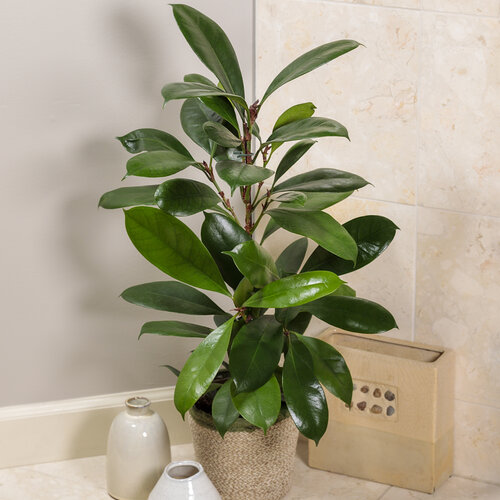 Cling-On® Cyathistipula - African Fig - Ficus cyathistipula