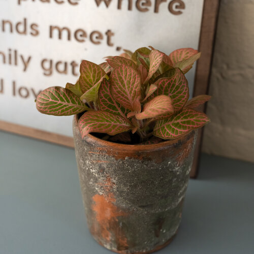 Network News™ Dispatch™ - Nerve Plant - Fittonia albivenis