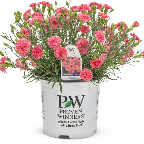 Fruit Punch® 'Classic Coral' - Pinks - Dianthus hybrid | Proven Winners