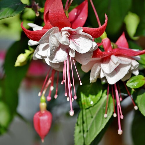 White Eyes - Fuchsia hybrida