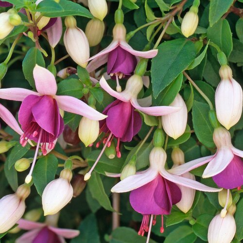 La Campanella - Fuchsia hybrid