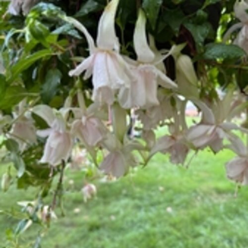 Pink Marshmallow - Fuchsia hybrida