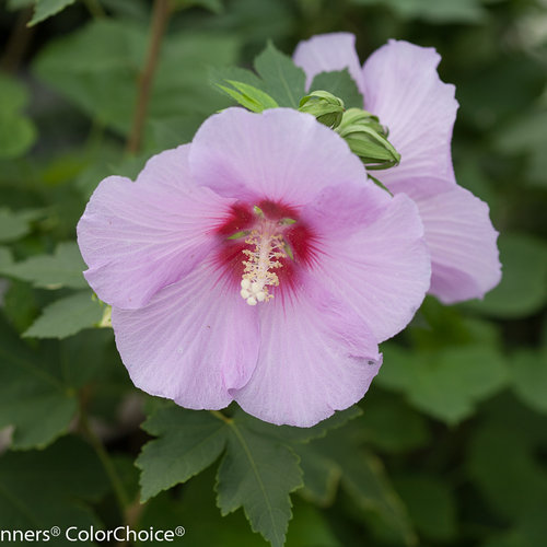 Full Blast® - Rose of Sharon - Hibiscus x | Proven Winners