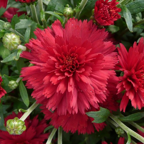 Flamingo Cranberry Red Garden Mum - Chrysanthemum grandiflorum