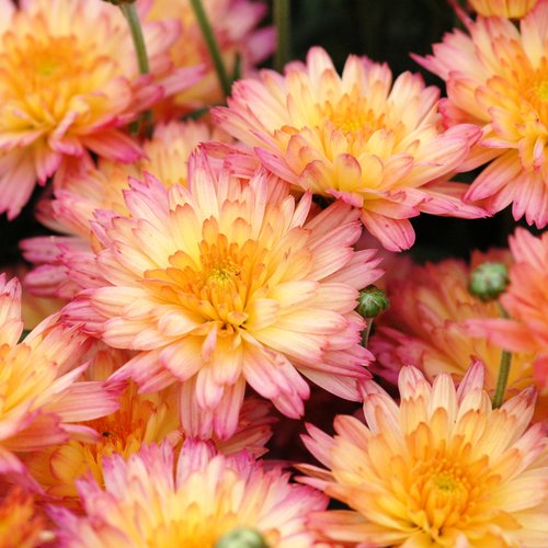 Flamingo Pineapple Pink Garden Mum - Chrysanthemum grandiflorum