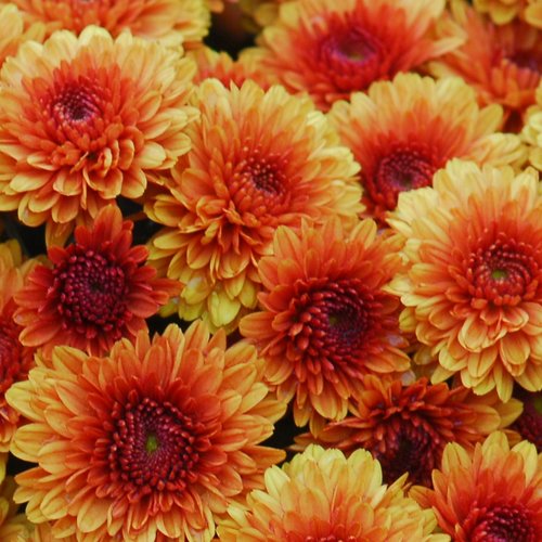 Katelli Bronze Garden Mum - Chrysanthemum grandiflorum